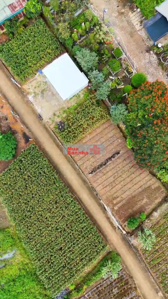 Chính chủ bán nhà vườn Mimosa