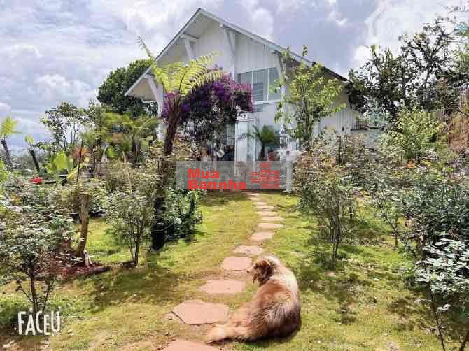 HOMESTAY 282m2 có nhà và đồi thông, sẵn hồ cá Koi giá rẻ nhất