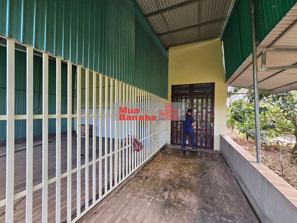 Nhà sẵn vườn Xoài 2,2 sào - sổ vuông vức - đường ô tô tránh nhau.