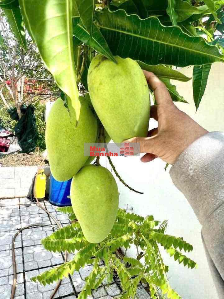 NGỘP Chính Chủ Cần Bán Nhà Bến Tre, 420m2, Sân Vườn, xe 16 chỗ,5 Tỷ x