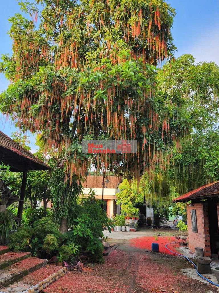 Nhà vườn quốc lộ 22B Tỉnh Tây Ninh 2500m2 có thể phân lô tách thửa