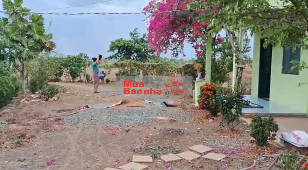 💥Chỉ 2 Tỷ 400, Nhà Vườn 3000m2, Phước Đông - Cần Đước, Gần QL50