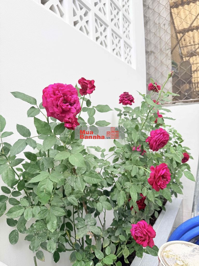 Nhà 5-20 1 lầu sổ đỏ riêng ngay chợ Đông Thạnh