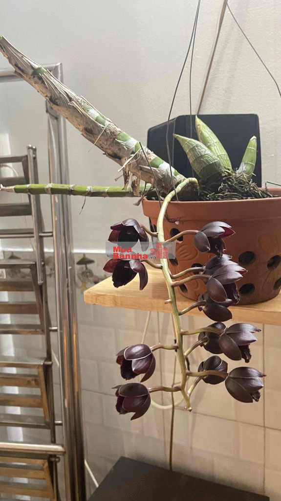 NHÀ BÁN GẤP CHÍNH CHỦ GIÁ RẺ XE HƠI ĐẬU NGAY TÂN BÌNH