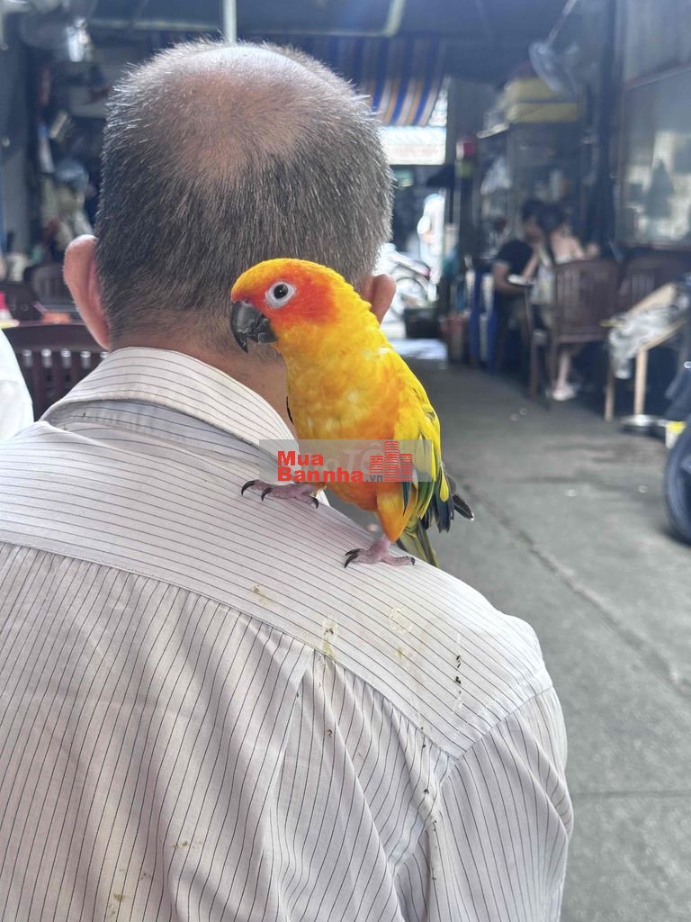 cơ hội đầu tư nhà nát khu ẩm thực q6 tặng giấy phép xây dựng full