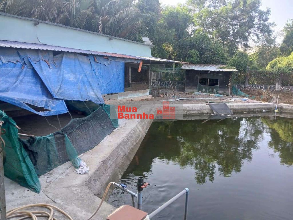 Bán nhà biệt thự vườn