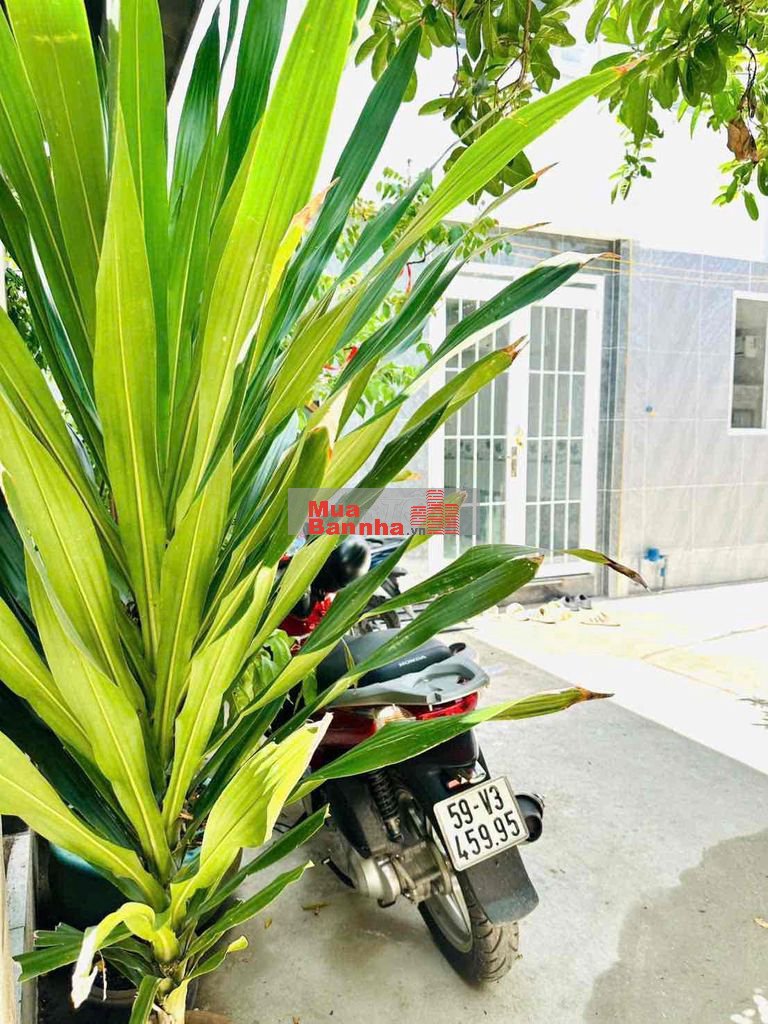nhà xây mới có hoàn công đối diện trường đh nguyễn tất thành apđ.q12
