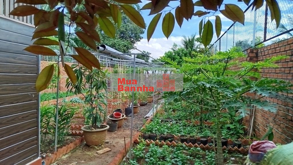 Bán Nhà Vườn