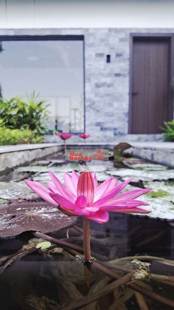 Chính chủ bán Villa nghỉ dưỡng 1000m² có 200m² thổ cư.