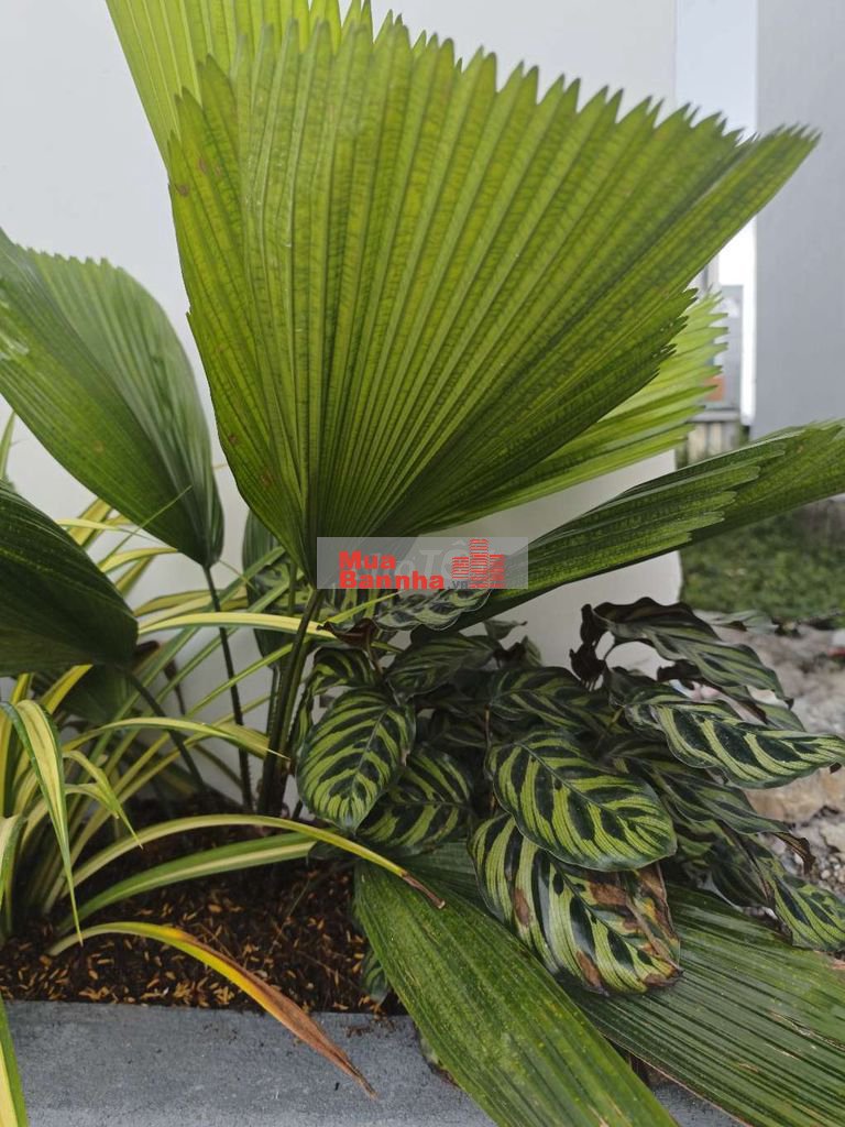 NHÀ MỚI 3 TẦNG 3PN-3WC - 4,2 X 12- KDC AN NINH, GẦN VINHOME- KHU CNC