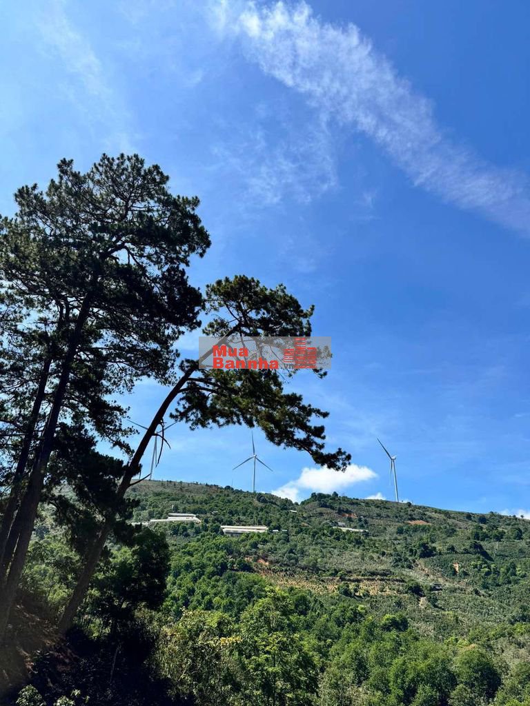 Bán Homestay view săn mây Cầu Đất
