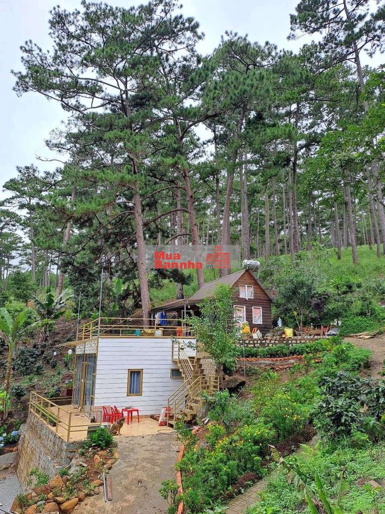 Bán Homestay view săn mây Cầu Đất