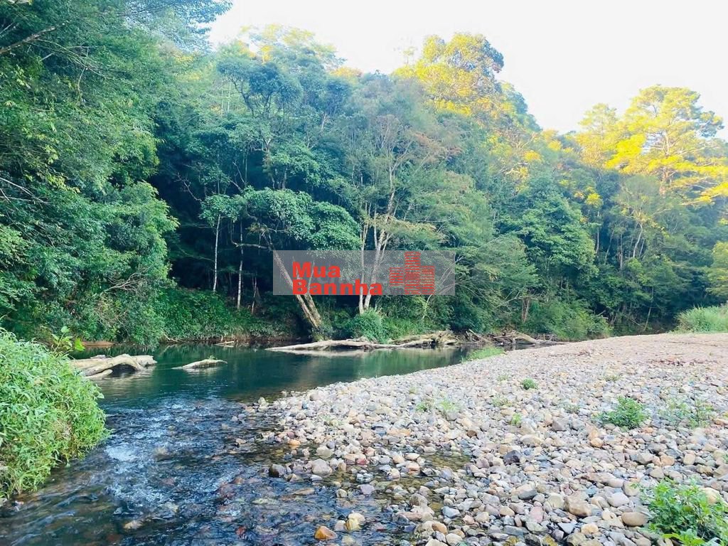 Bán nhà vườn view suối, 1200m2 có 300m2 đất ở đường nhựa 2 oto