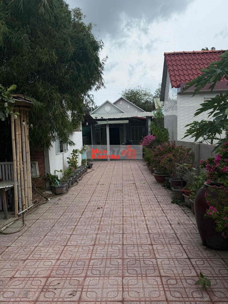Chủ ngộp bán gấp nhà vườn gần 300m² Thuận An, giá tốt 3 tỉ 5