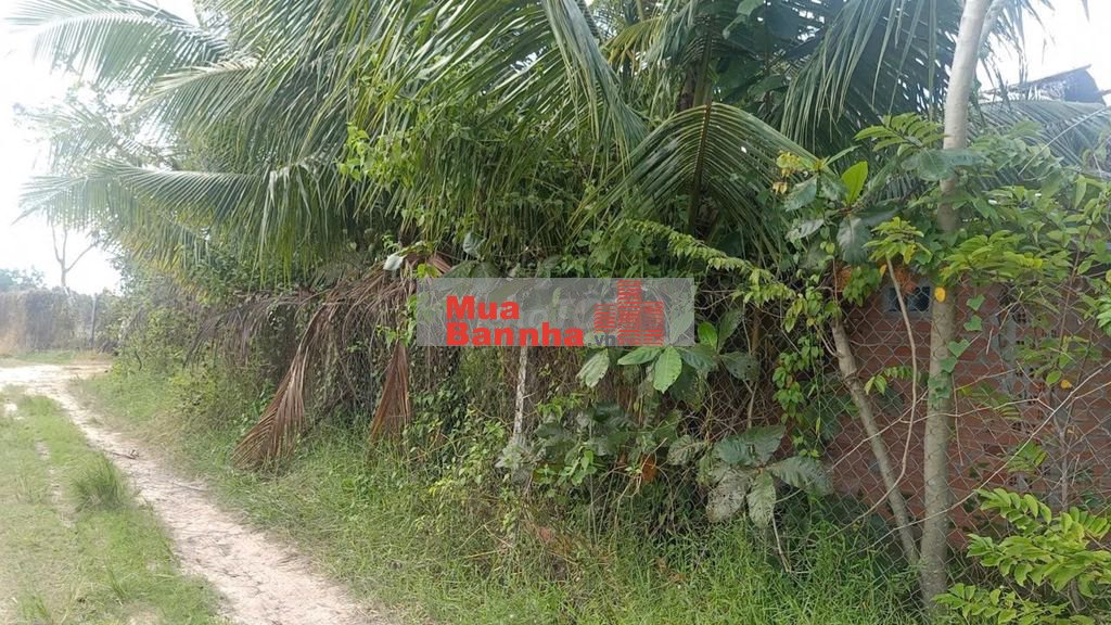 Bán gấp 9 công đất, Ấp Sa Nghe, An Cơ, Châu Thành, Tây Ninh, 1,9 tỷ.