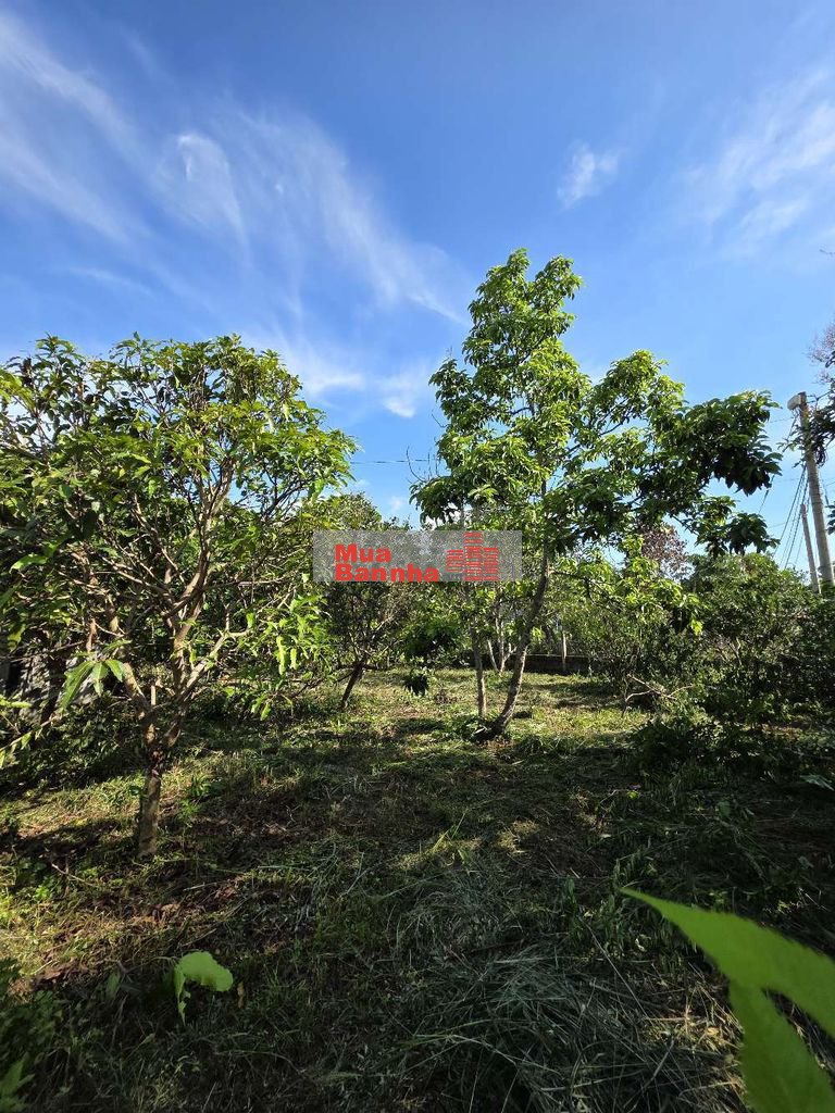 TRANG TRẠI 900M2 - 30P VỀ AN SƯƠNG - NỞ HẬU TÀI LỘC - ĐÃ LÊN THỔ CƯ