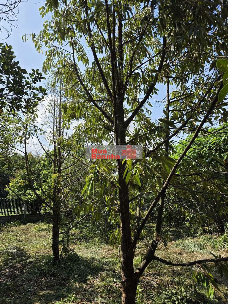 TRANG TRẠI 900M2 - 30P VỀ AN SƯƠNG - NỞ HẬU TÀI LỘC - ĐÃ LÊN THỔ CƯ