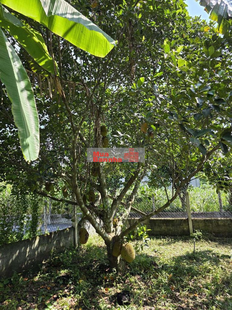 TRANG TRẠI 900M2 - 30P VỀ AN SƯƠNG - NỞ HẬU TÀI LỘC - ĐÃ LÊN THỔ CƯ