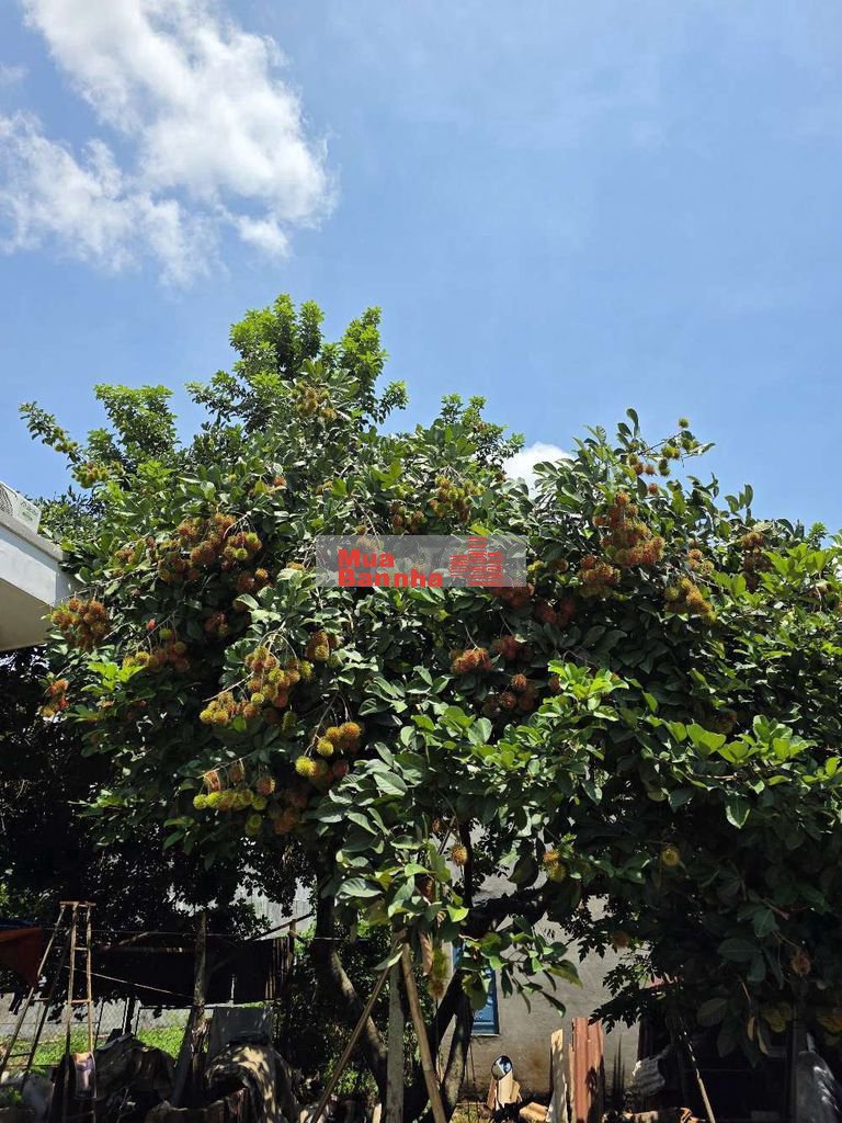 TRANG TRẠI 900M2 - 30P VỀ AN SƯƠNG - NỞ HẬU TÀI LỘC - ĐÃ LÊN THỔ CƯ