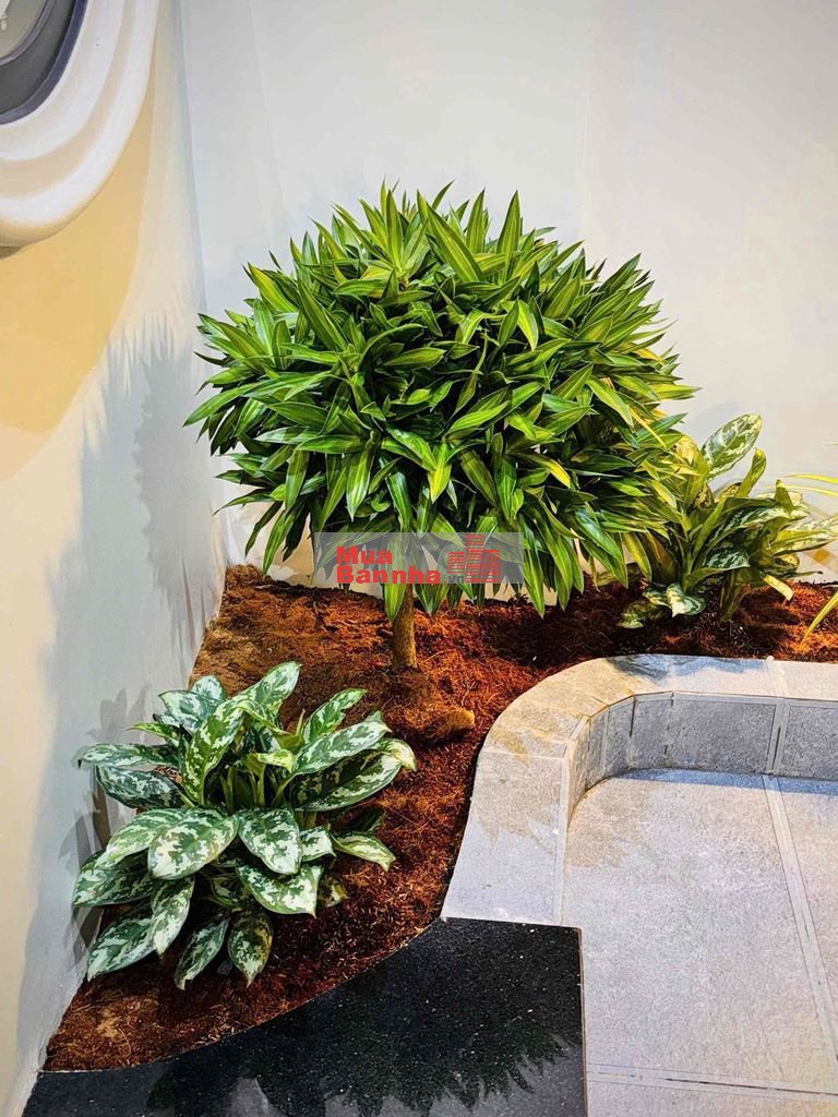 ✨ Nhà 2 Mặt Tiền - Phú Mỹ ( Nhánh Dx 05 ) —————————————————👉 Giá : 3,